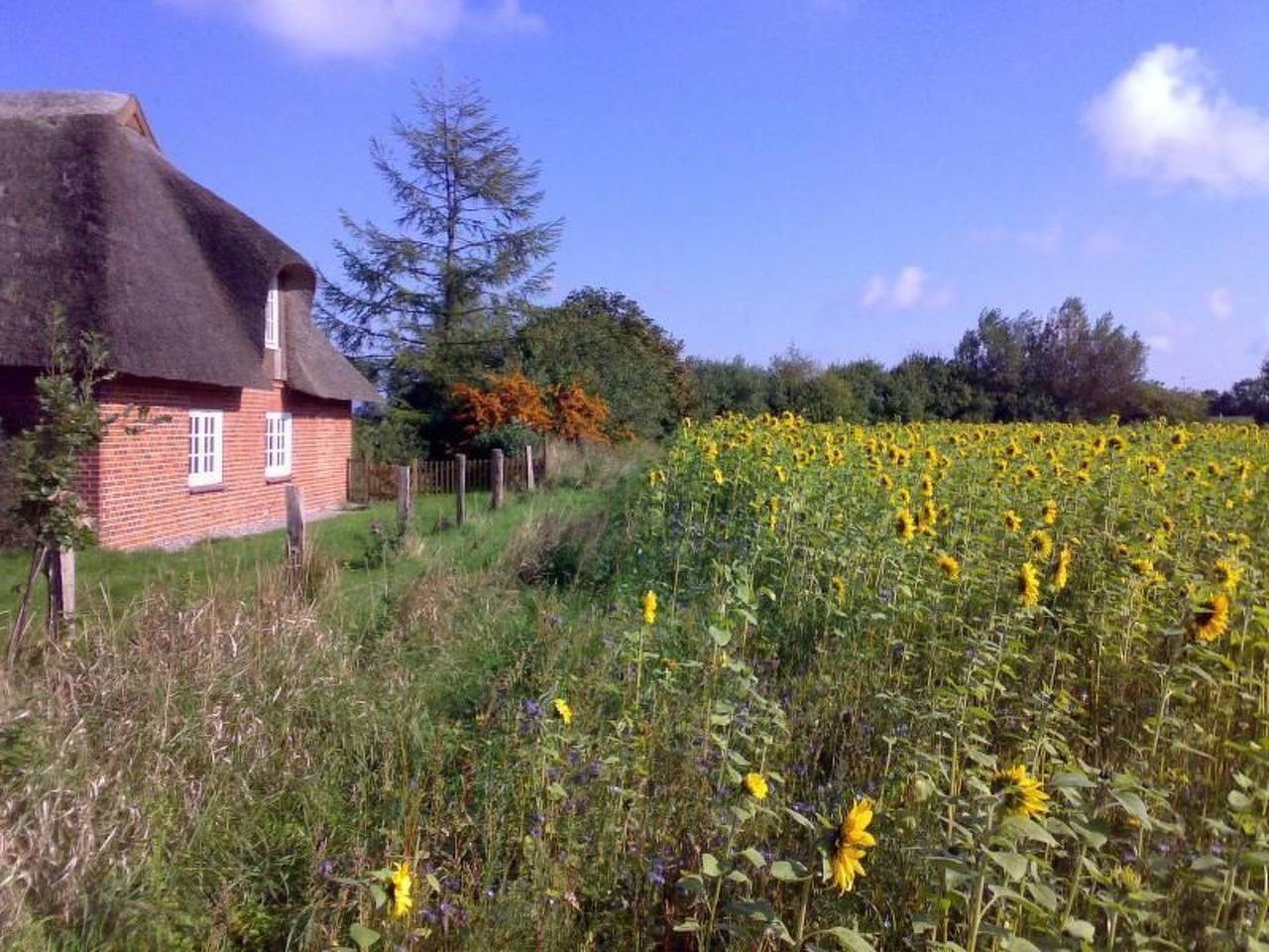 Finkenbusch in Riepsdorf, Ostholstein