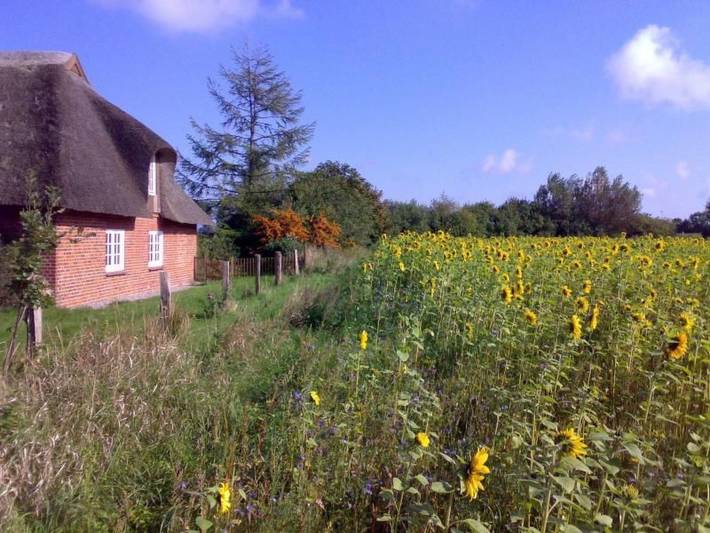 Ferienhaus für 6 Personen, mit Garten, mit Haustier in Lensahn - 4