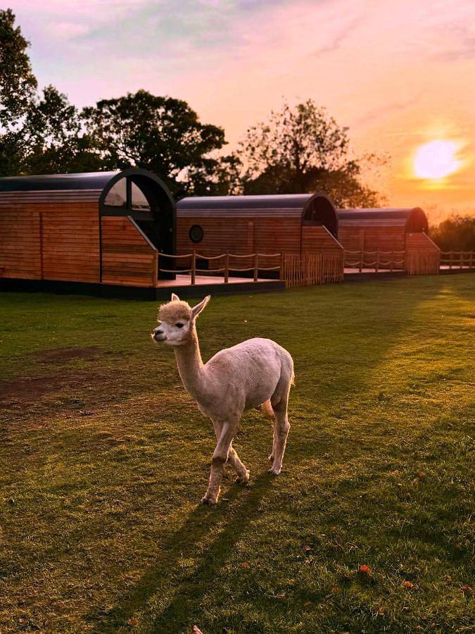 Glamping for 4 people, with Terrace and Hot tub as well as Garden in Birmingham