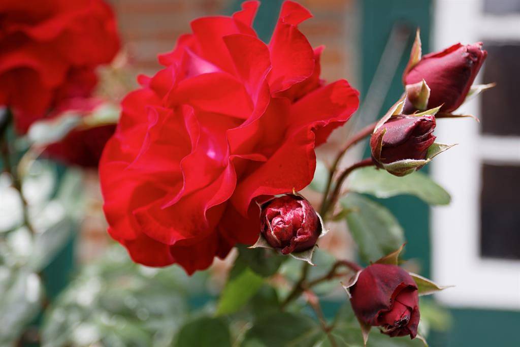 Ganze Ferienwohnung, Appartement/Fewo 1 , Dusche, Wc in Schillsdorf, Südliche Ostseeküste