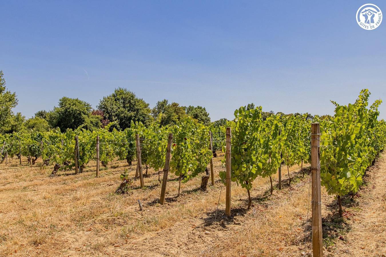 Entre bois et vignes in Montbellet, Région de Mâcon