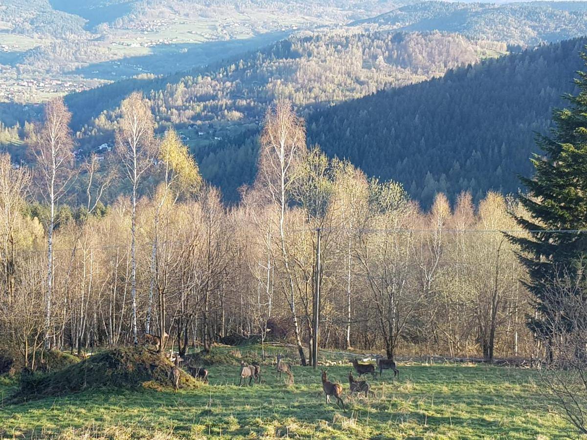 Surzynówka in Stryszawa, Karpaty (Polska)