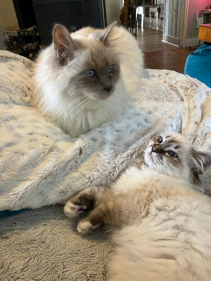 Chambre d’hôte pour 5 personnes, avec vue ainsi que jardin et piscine, animaux acceptés à Amboise - 2