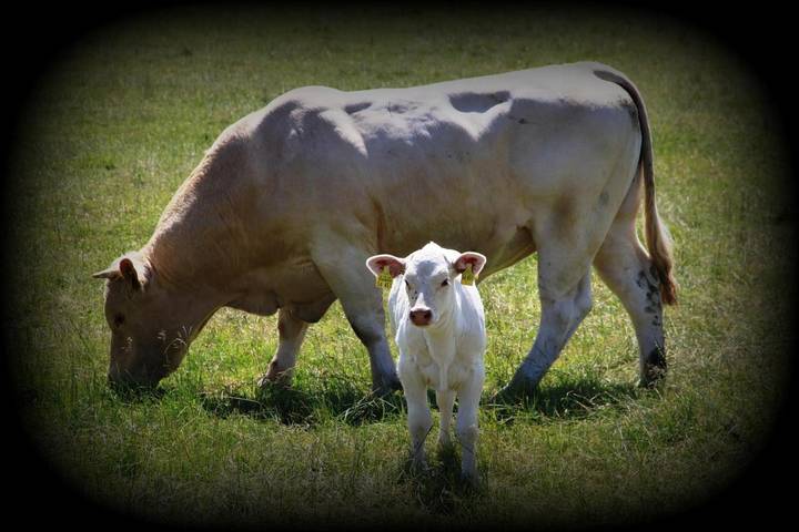 Ferienwohnung für 4 Personen, mit Garten und Ausblick in Iphofen - 2