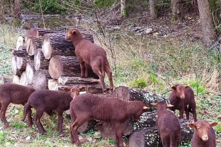 Maison de vacances pour 4 personnes, avec Terrasse et Piscine