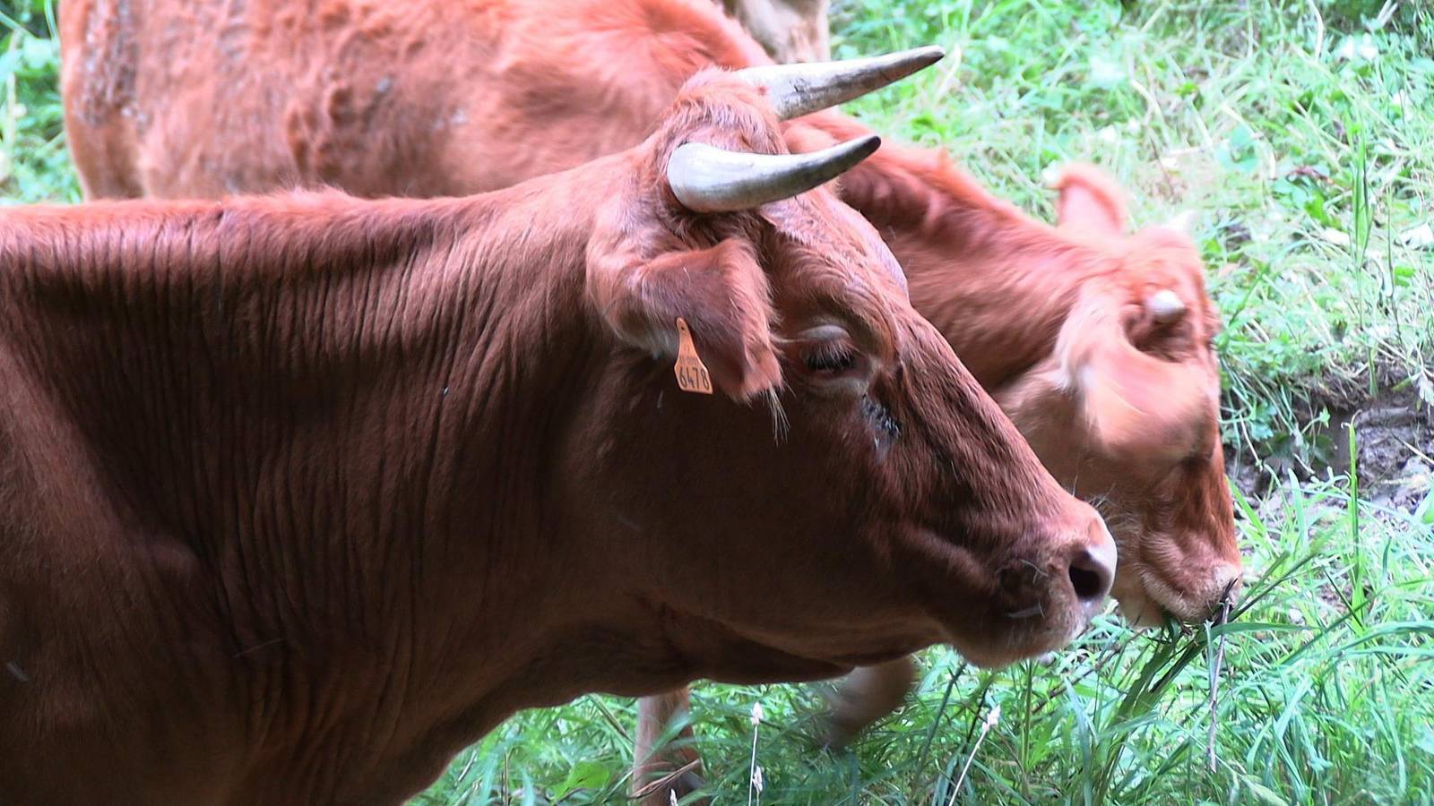 Olympie - Ferme des Hautins in Rieucazé, Haute-Garonne