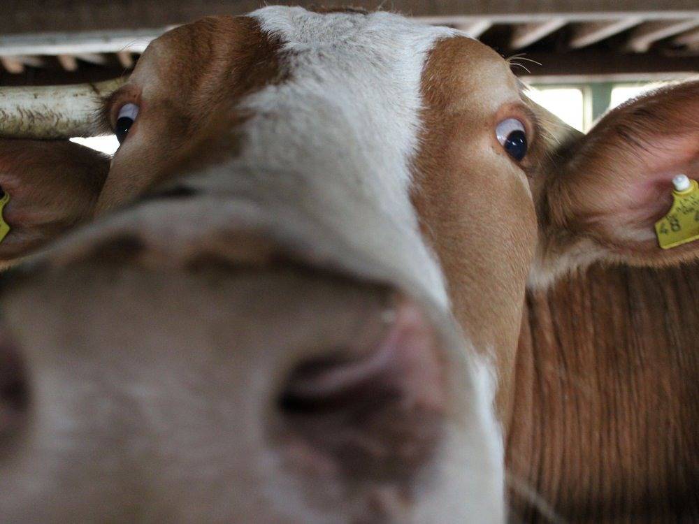 Hofgut Schwörerhof - Hisli in Suedlicher Schwarzwald, Titisee-Neustadt
