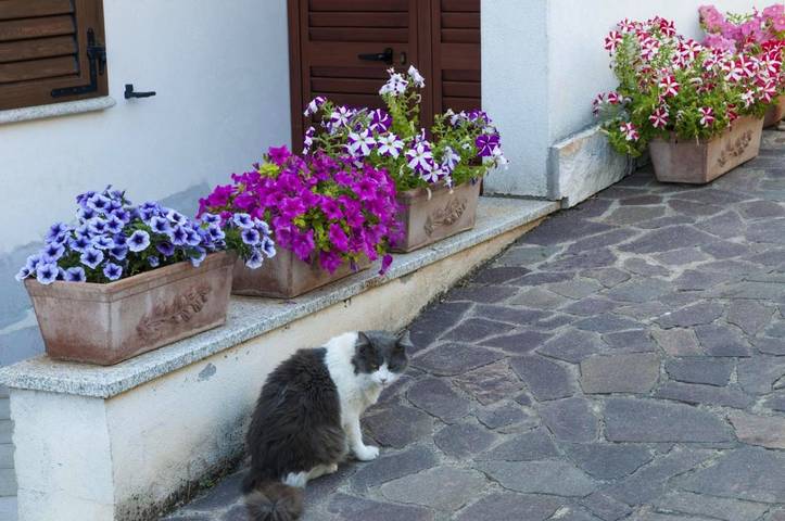 Chambre d’hôte pour 3 personnes, avec vue et jardin, animaux acceptés à Nuoro - 3