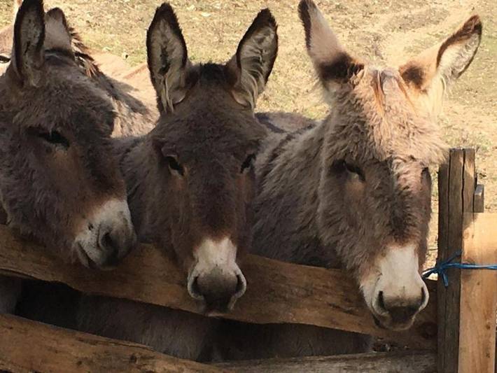 Location de vacances pour 6 personnes, avec piscine et jardin à Barrême - 3