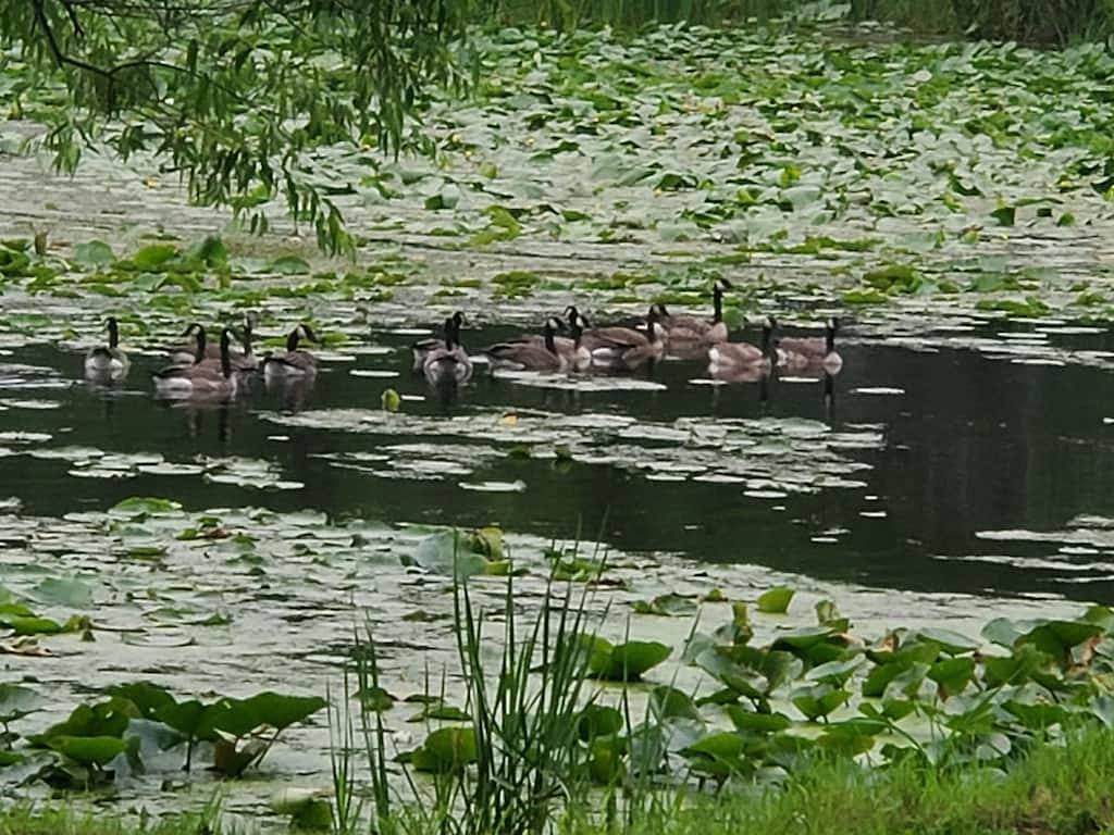 Relax and Enjoy fishing and wildlife on Goose lake in Chisago County