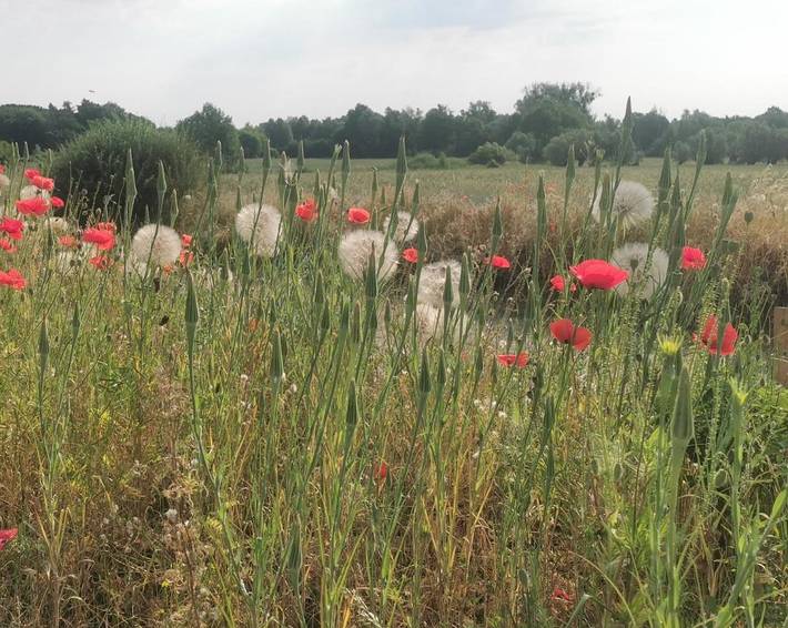 Ferienwohnung für 4 Personen, mit Ausblick und Terrasse in Ketzin - 4