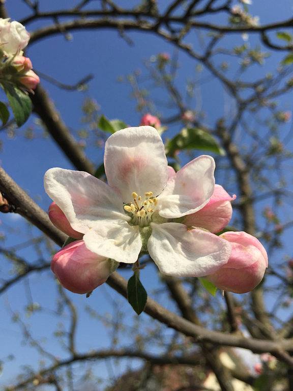 Gîte pour 2 personnes, avec jardin dans Parc naturel régional des Vosges du Nord - 4