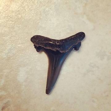 Agriturismo per 6 Persone in Amelia Island, Contea di Nassau (FL), Foto 1