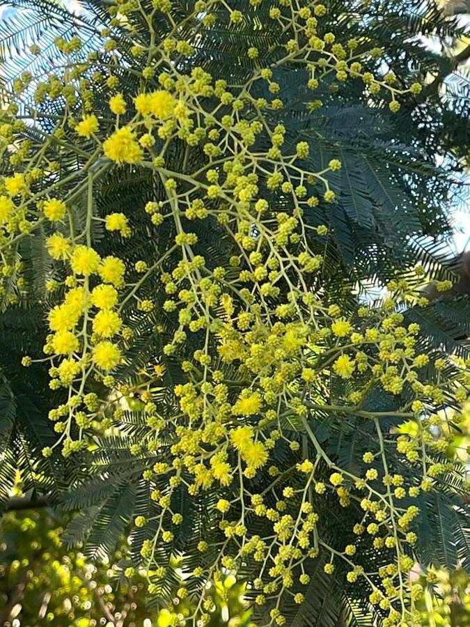 Chambre d’hôte pour 2 personnes, avec piscine au Cap Ferret - 4