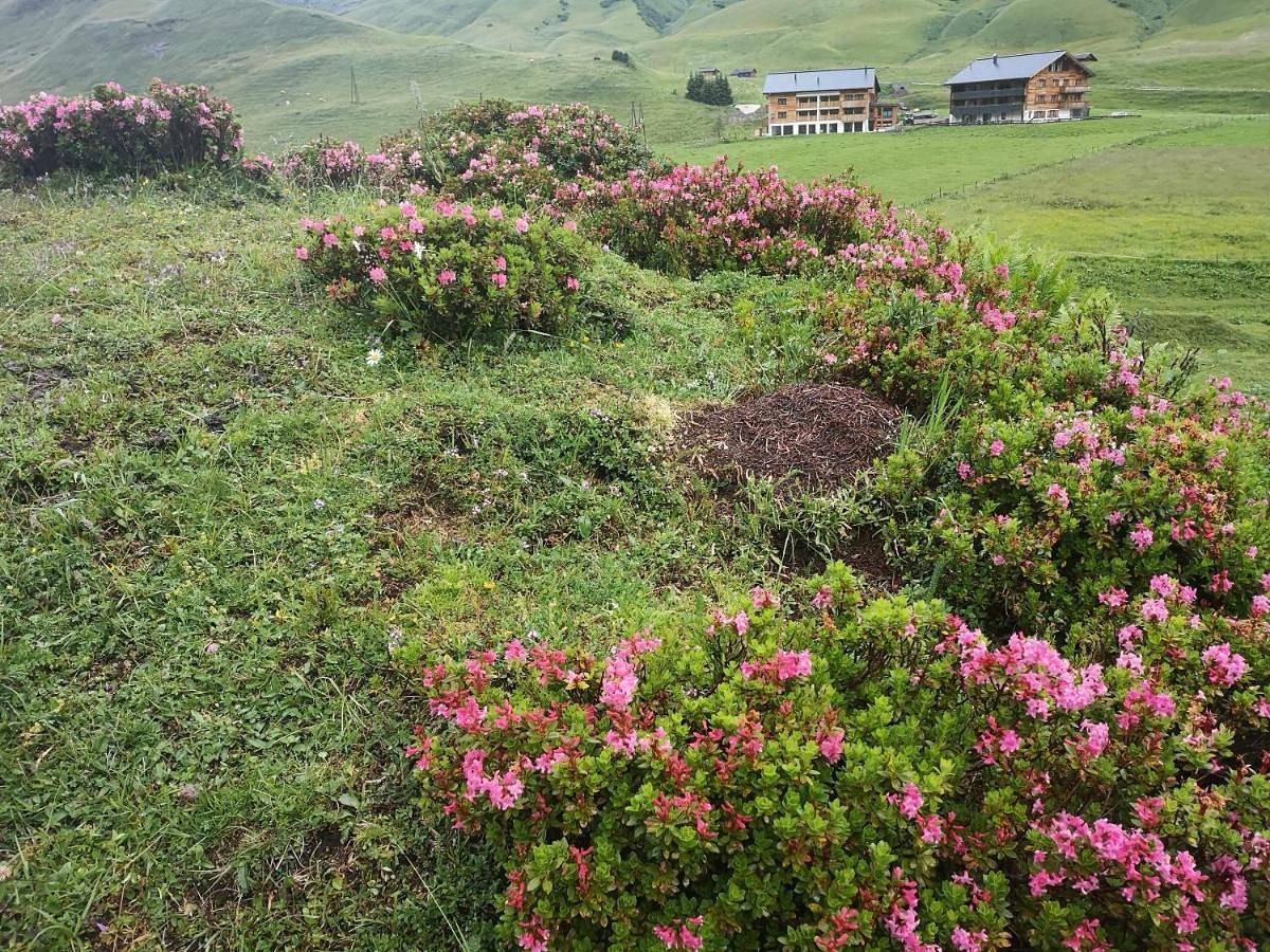 Apart-wolf-arlberg in Warth, Bregenzerwoud