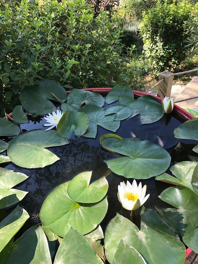 Gîte pour 2 personnes, avec jardin et vue à Saint-Clément-de-Rivière - 2