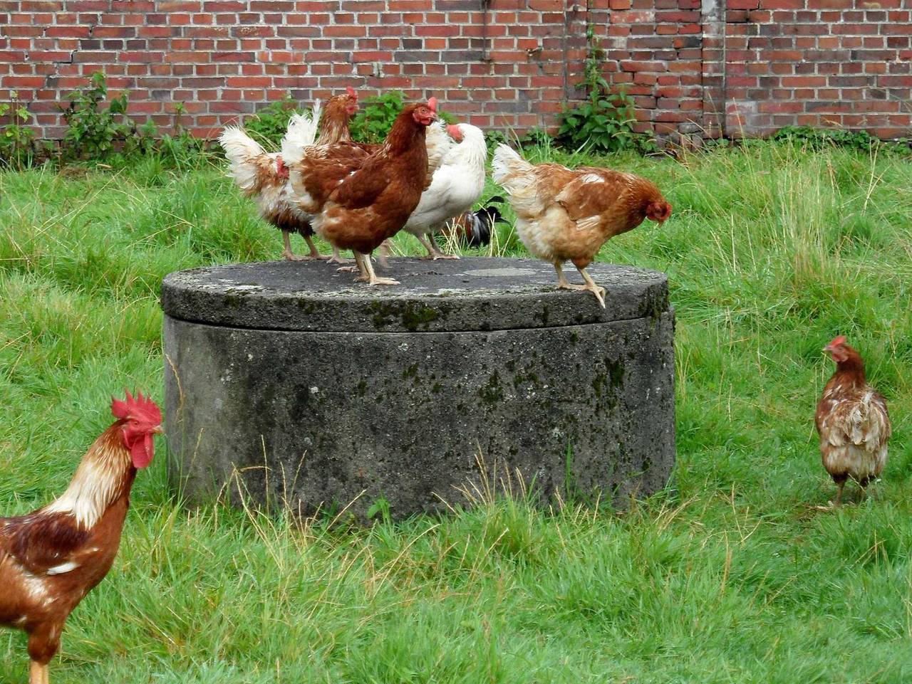 Adlershof - Ferienwohnung 1 in Wittmund, Nordseeküste