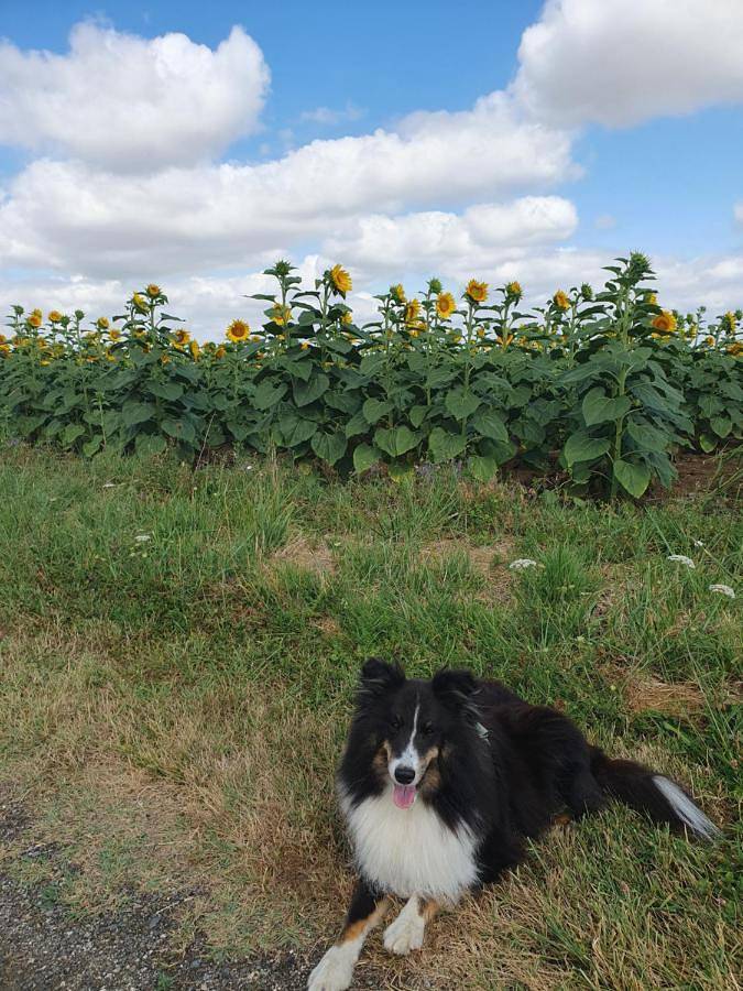 Location de vacances pour 2 personnes, avec piscine et jardin à Ayguesvives - 3