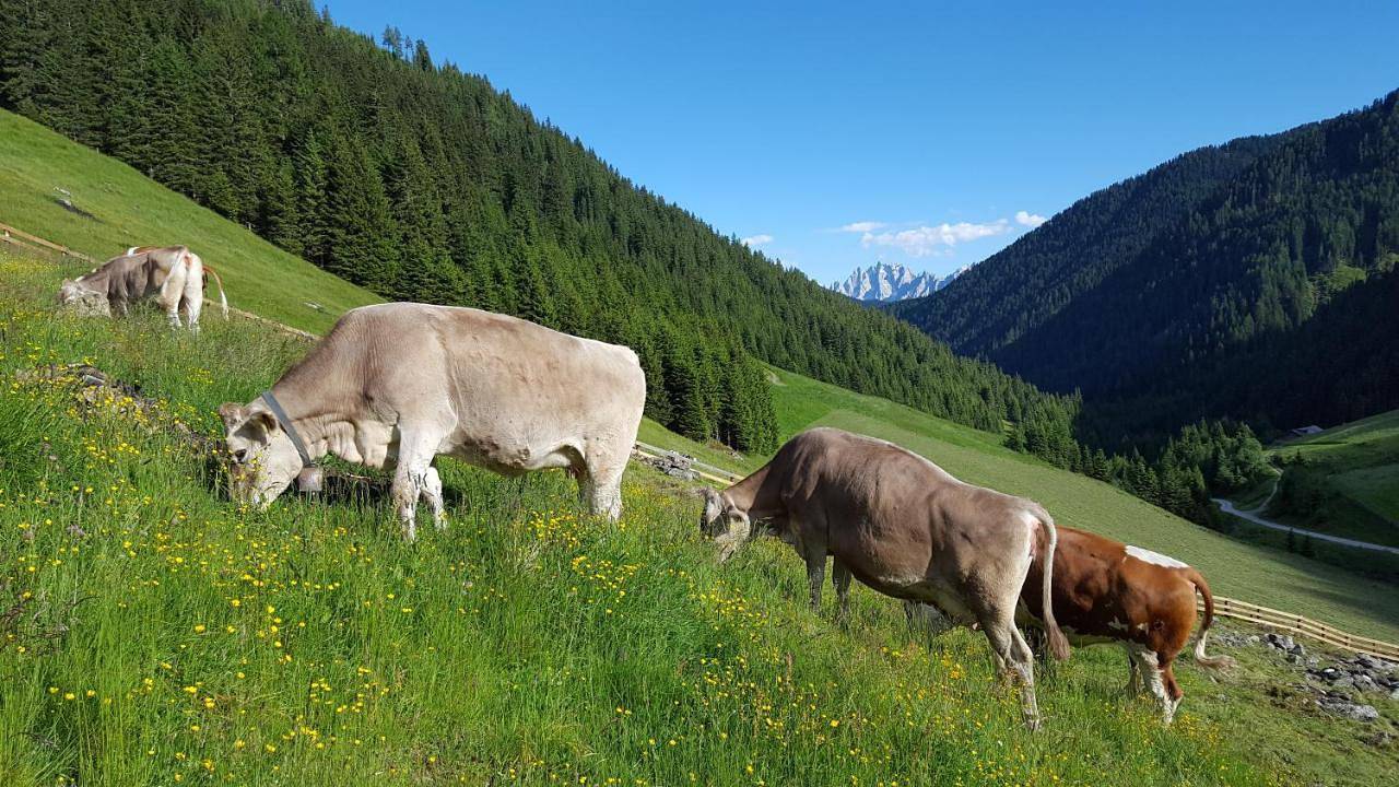Gallfallalm in Villgratner Berge, Gsies