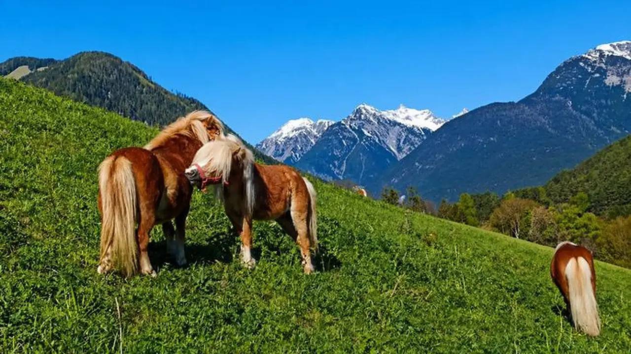 Ganze Ferienwohnung, Ferienwohnung für 4 Personen (62 m²) in Arzl im Pitztal in Arzl im Pitztal, Bezirk Imst