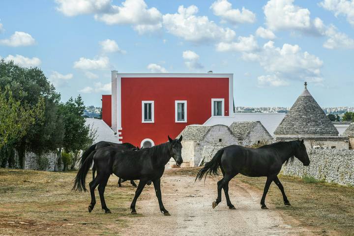 Agriturismo con cavalli tra Cisternino e il mare in Cisternino, Salento