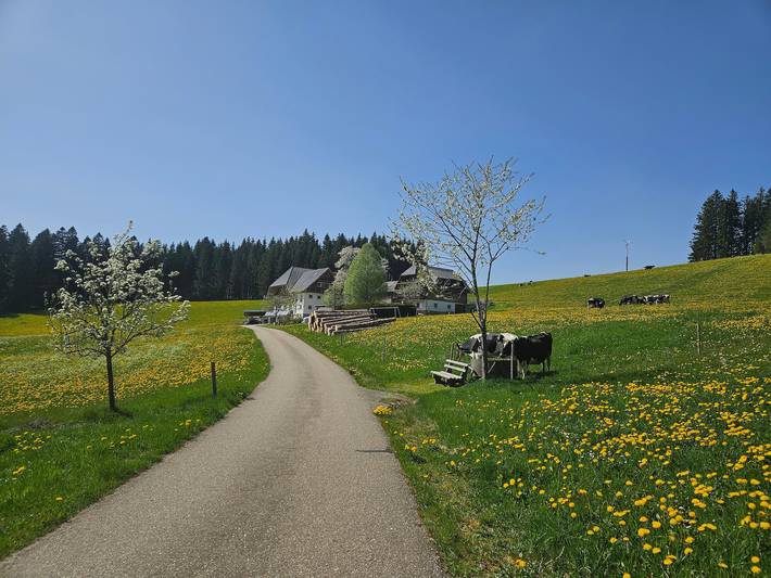 Ferienwohnung für 2 Personen, mit Garten in Titisee-Neustadt - 4