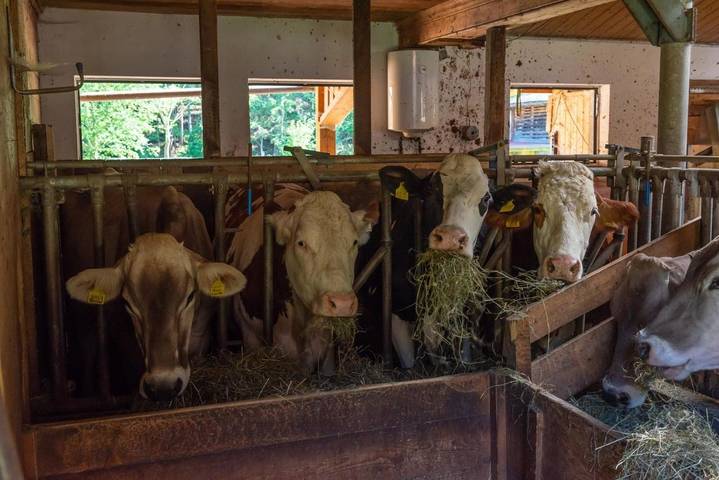 Ferienwohnung für 7 Personen, mit Ausblick und Garten in Brenner - 3