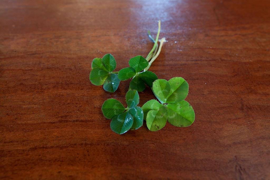 Maleny Clover Cottages in Maleny, Sunshine Coast