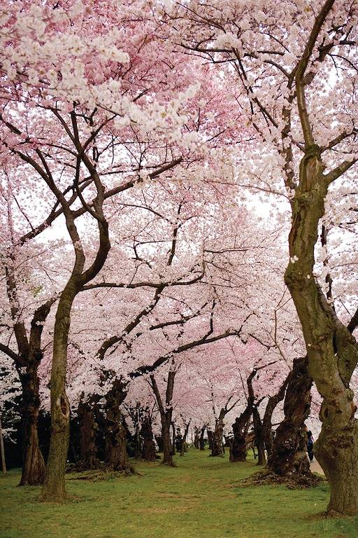 Geräumige 2Br 10 Minuten südlich von Dc w / Free Wifi, kostenlose Parkplätze und U-Bahn-Zugang in Alexandria (VA), Alexandria City