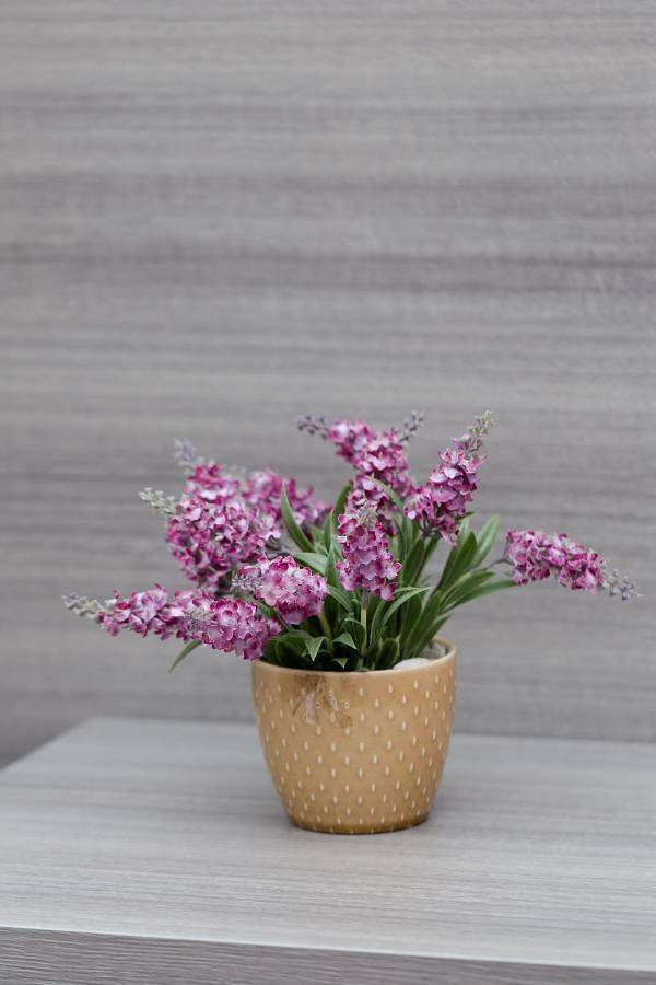 Maison d’hôte pour 2 personnes à San Remo - 2