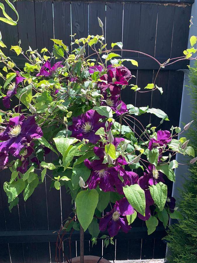 Gîte pour 2 personnes, avec jardin et jacuzzi à Schiltigheim - 4