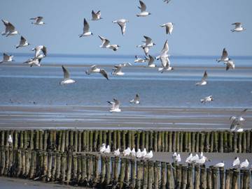 Ferienhaus für 7 Personen in Wangerland, Südliche Nordseeküste, Bild 4