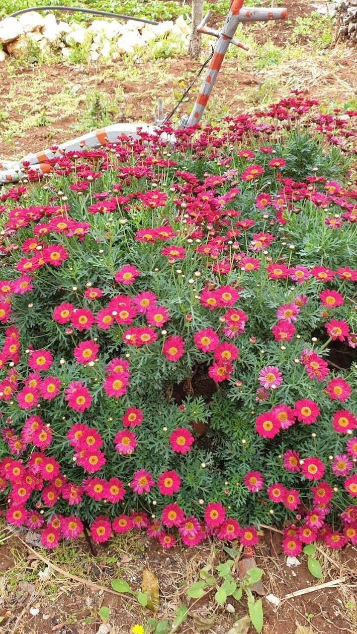 Villa pour 12 personnes, avec jardin et vue à Polignano a Mare - 3