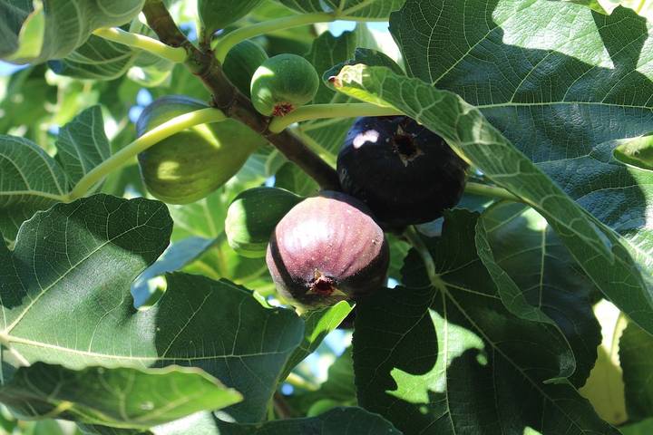 Holiday home for 24 people, with garden in Kangaroo Island
