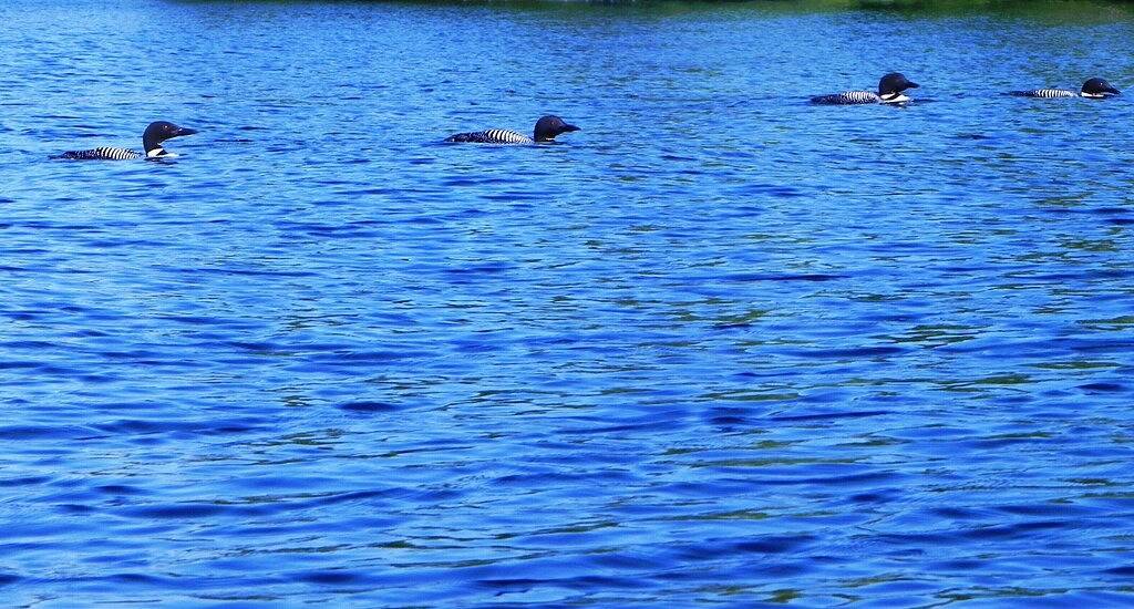 Der moderne Komfort von zu Hause mit einfachem Zugang zu Maines natürlicher Schönheit in Piscataquis County