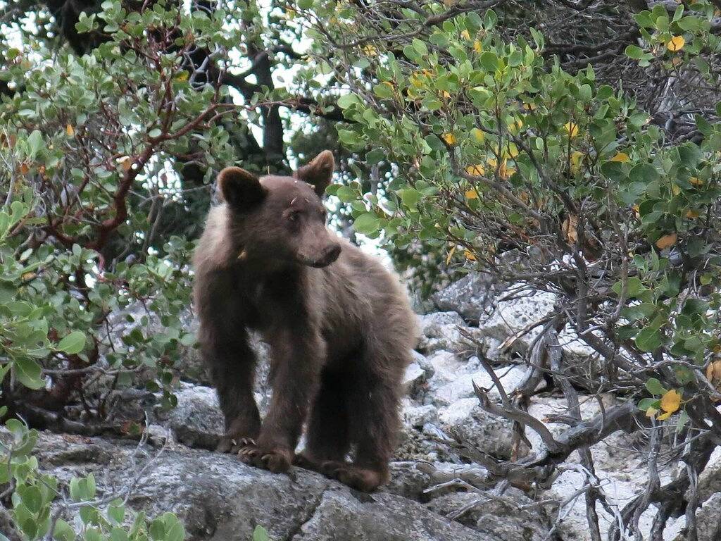 Übernachten Sie in Wawona im Yosemite-Nationalpark! in Wawona, Mariposa County