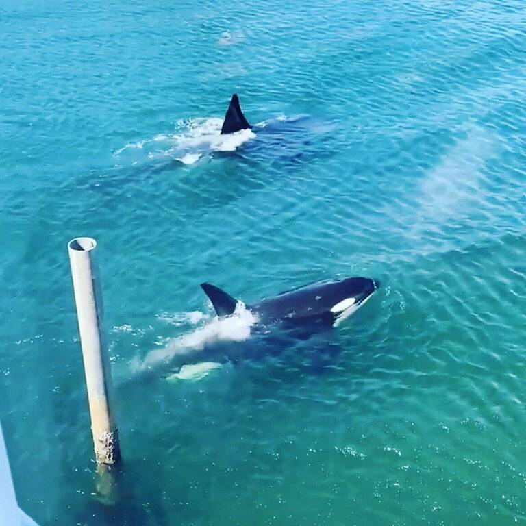 Booking Fall Now! Gorgeous View Home, Beach and Odt + Hot Tub + Dog Friendly in Port Angeles East, Hurricane Ridge