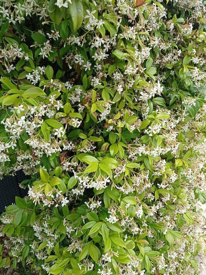 Gîte pour 2 personnes, avec jardin à Balma - 4