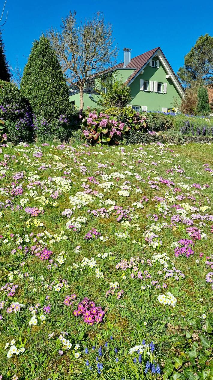 Ganze Wohnung, Saniertes Studio am Ortsrand von Bohlingen in Singen, Hegau
