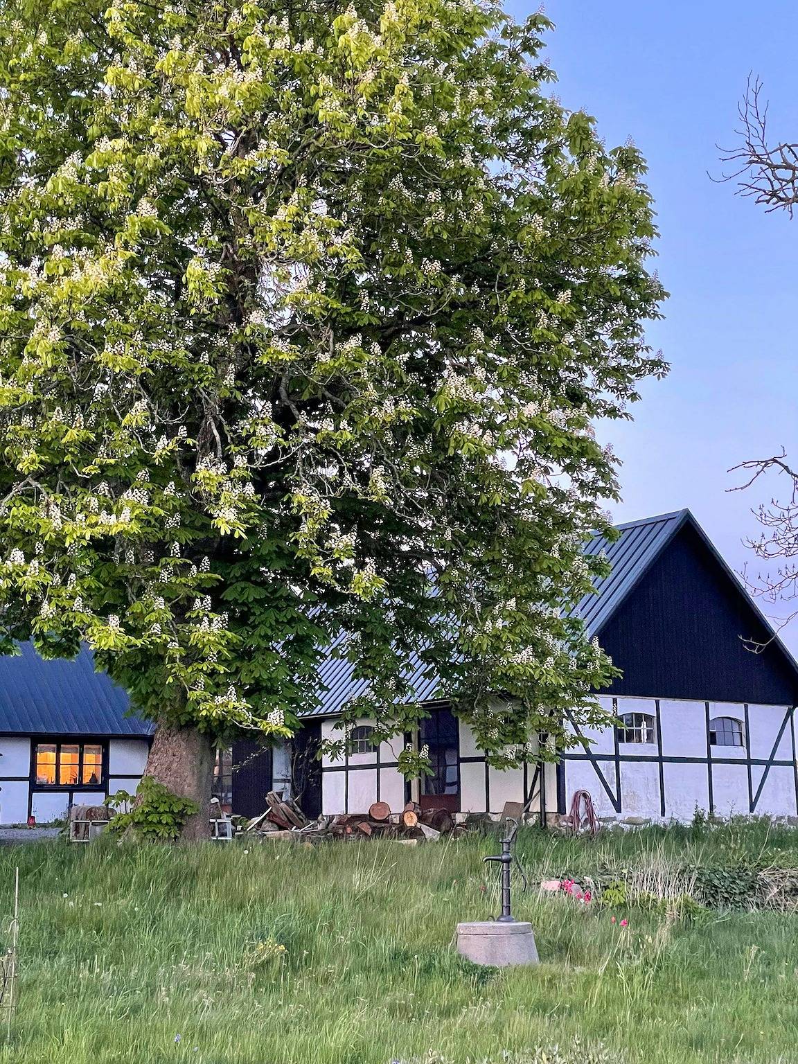 Renoviertes Skåne-Langhaus mit zwei Ateliers in Österlen