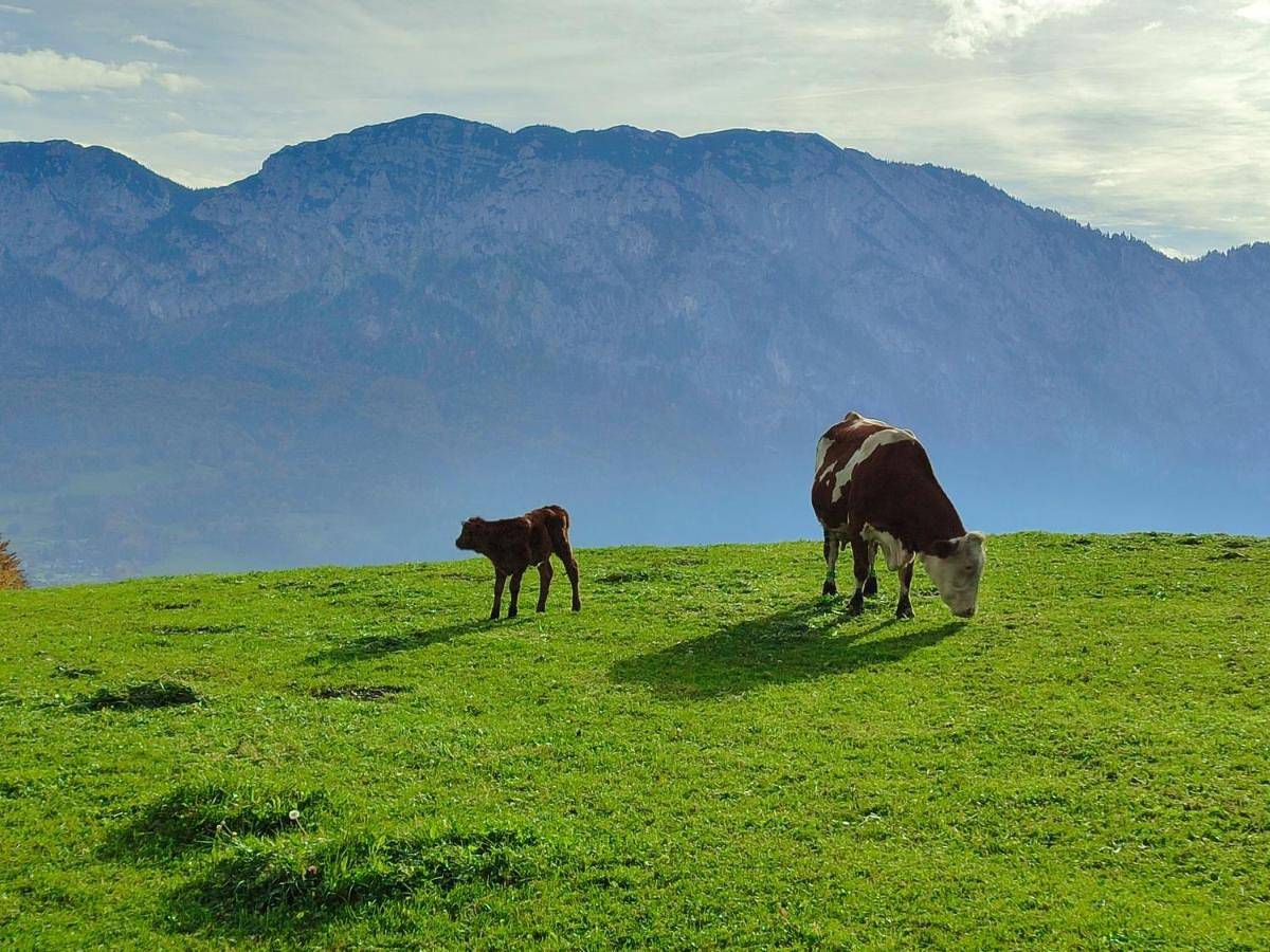Ganze Wohnung, Ferienwohnung Grubinger in Unterach am Attersee, Bezirk Vöcklabruck