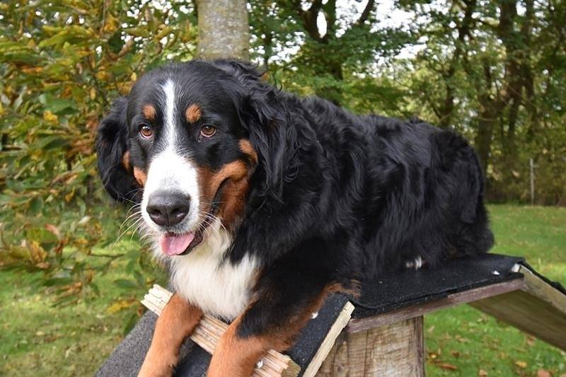 Ganze Ferienwohnung, Ferienwohnung Border Collie in Dornumergrode, Dornum