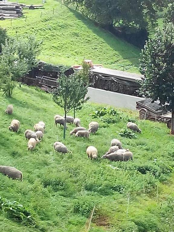 Ferienwohnung für 3 Personen am Genfer See - 2