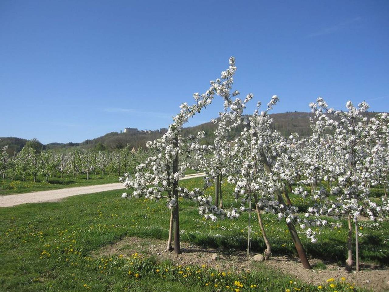 Ganze Ferienwohnung, Apfelhof - Ferienwohnung Wielath - Red Delicious, 56qm, Garten in Salem, Bodenseekreis