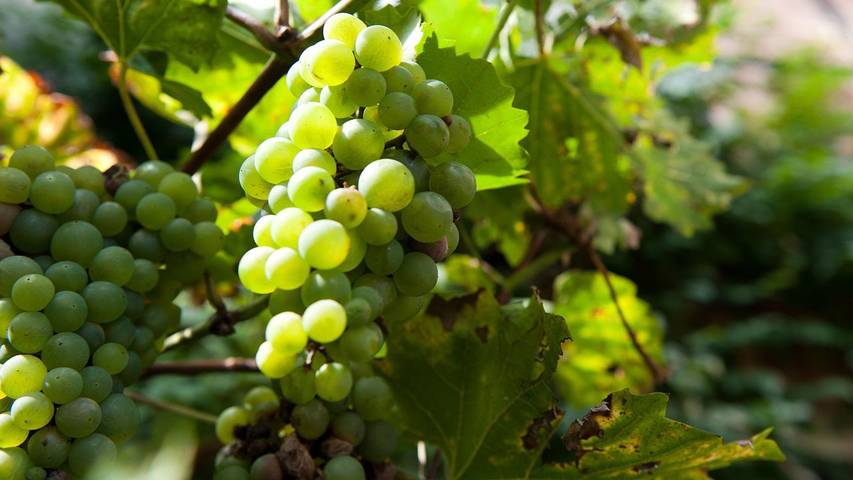 Ferienwohnung für 5 Personen, mit Garten in Adventsstadt Quedlinburg - 2