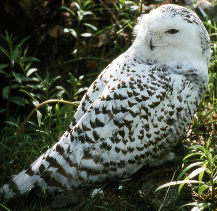 Gîte pour 4 personnes à Serracapriola - 2