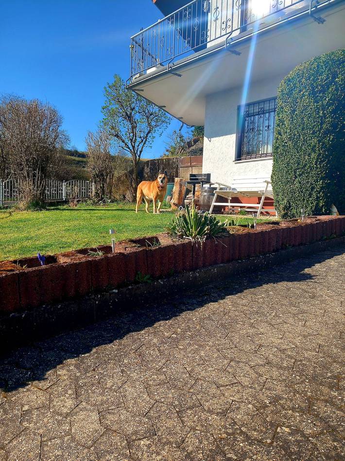 Ferienhaus für 4 Personen, mit Ausblick und Terrasse sowie Garten, mit Haustier in der Vulkaneifel - 2