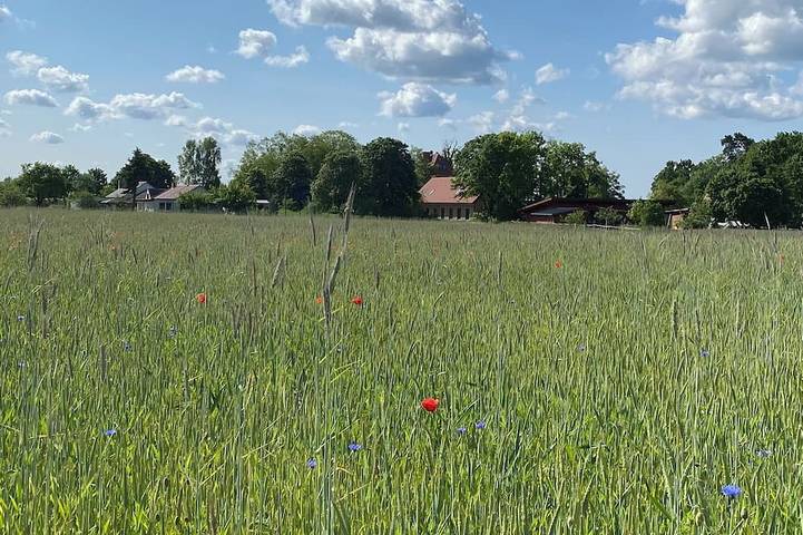 Ferienhaus für 4 Personen, mit Terrasse und Garten, mit Haustier in Templin