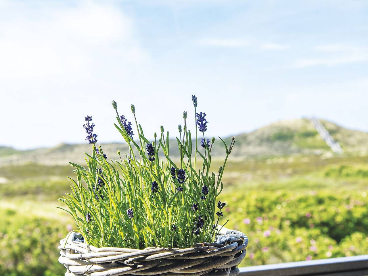 Ganze Ferienwohnung, Kliffhoog 17 von A&M - Kliffhoog 17 in Kampen (Sylt), Sylt