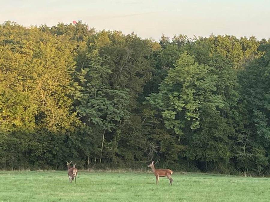 La Buissonnière Lodges - Unterkunft 4 personen - Zelt Safari Lodge (21 m2 - 2 Schlafz.) in Chisseaux, Tours und Umgebung